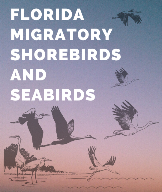 Shorebirds and Seabirds