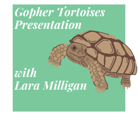 Gopher Tortoise Presentation