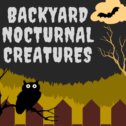 Nocturnal Creatures