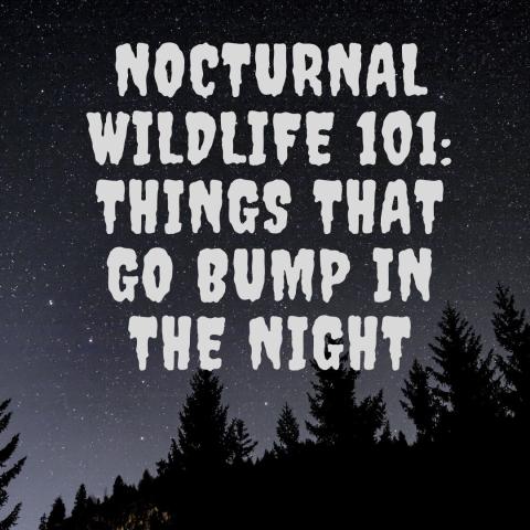 Nocturnal Wildlife