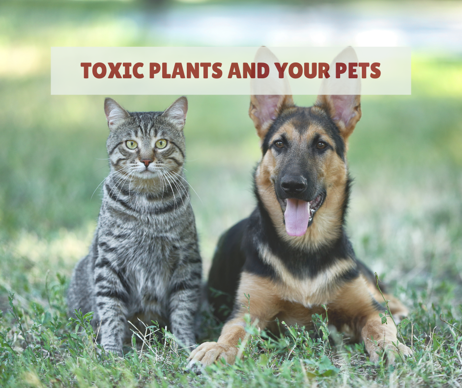 Toxic Plants and Your Pets