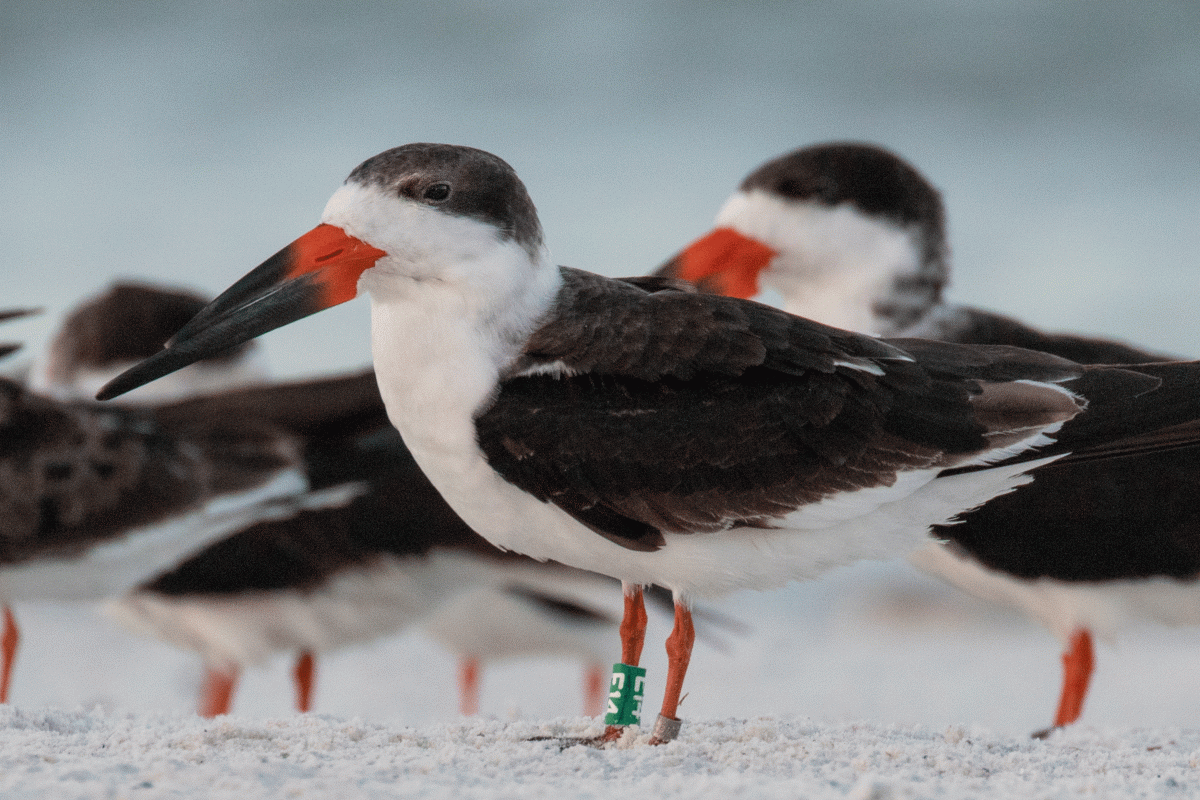 Florida shorebirds